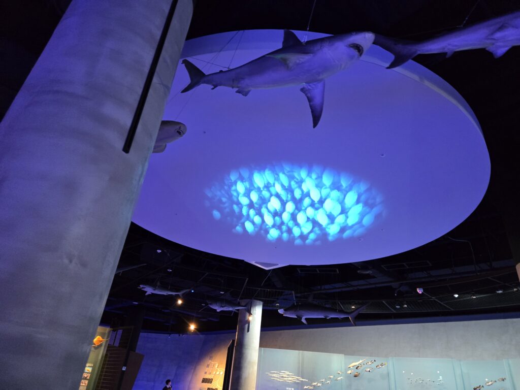 서천 씨큐리움 대형 해양생물 모형 전시