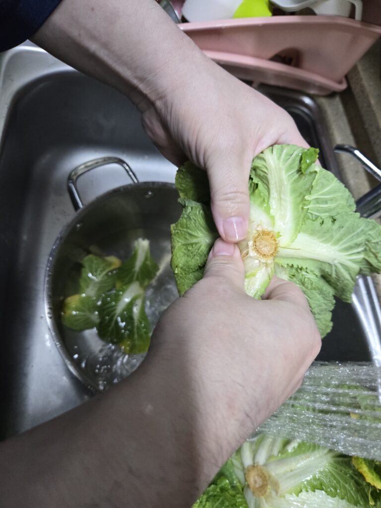 봄동 겉절이 레시피를 위한 신선한 봄동 깨끗하게 씻는 과정