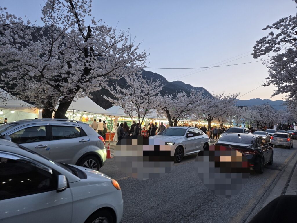 계룡산 벚꽃축제 만개한 벚꽃과 산 전경